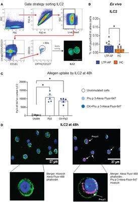 Group 2 innate lymphoid cells are key in lipid transfer protein allergy pathogenesis